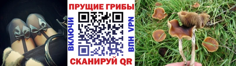 Галлюциногенные грибы Psilocybine cubensis  цены наркотик  Пенза 